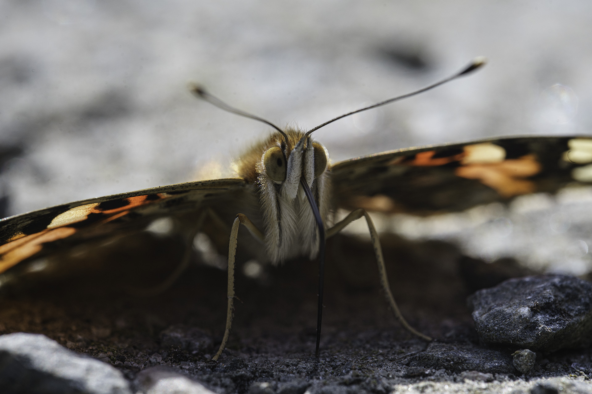 Schmetterling Makro, Copyright Stephan Siemon