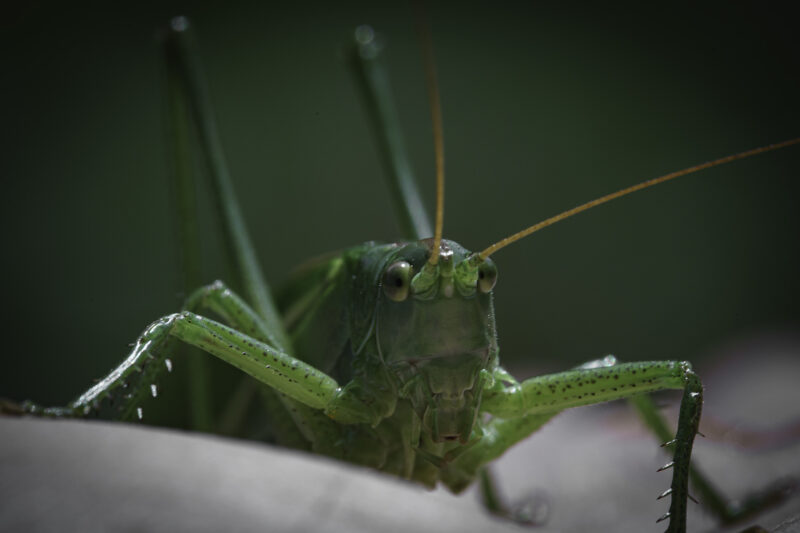 Grashüpfer Makro