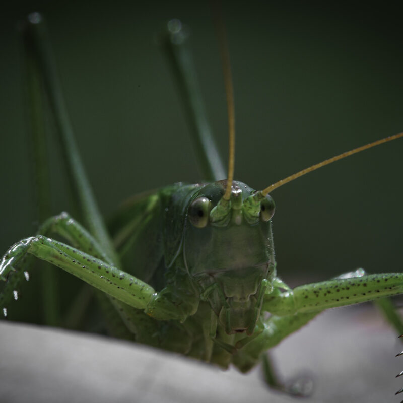 Grashüpfer Makro, Copyright Stephan Siemon