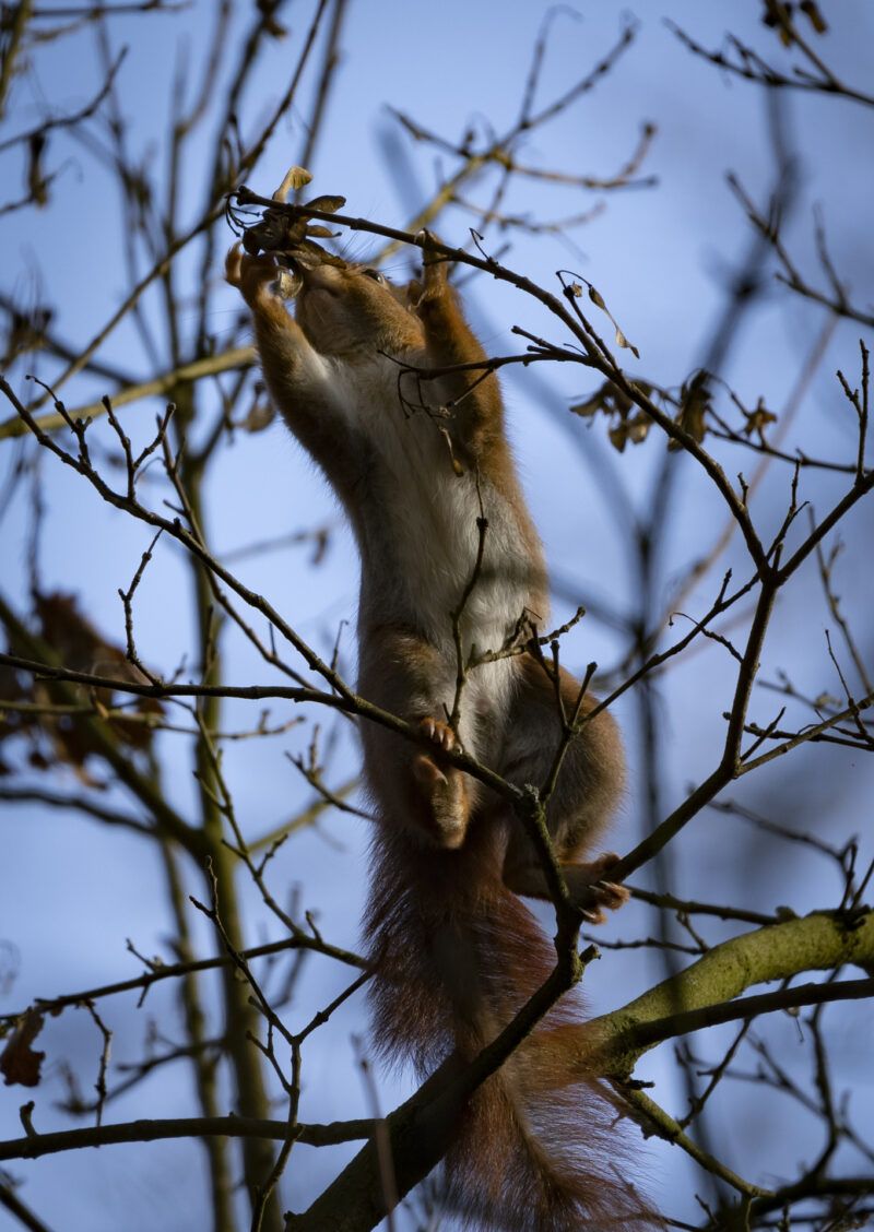 Eichhörnchen auf Futtersuche