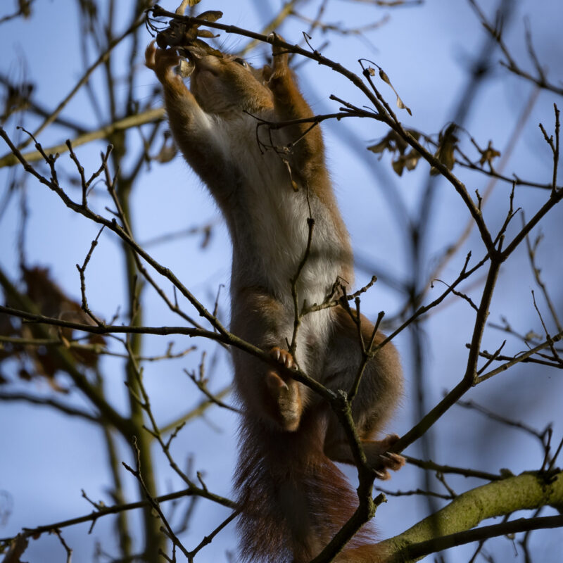 Eichhörnchen, Copyright Stephan Siemon fotografiert von Stephan Siemon