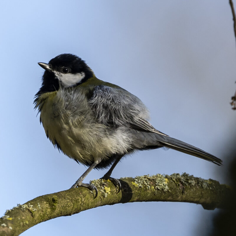 Kohlmeise, Copyright Stephan Siemon