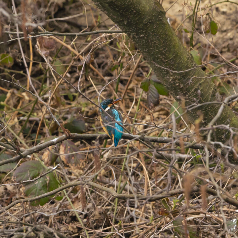 Eisvogel am Kuhgrabenssee, Copyright Stephan Siemon