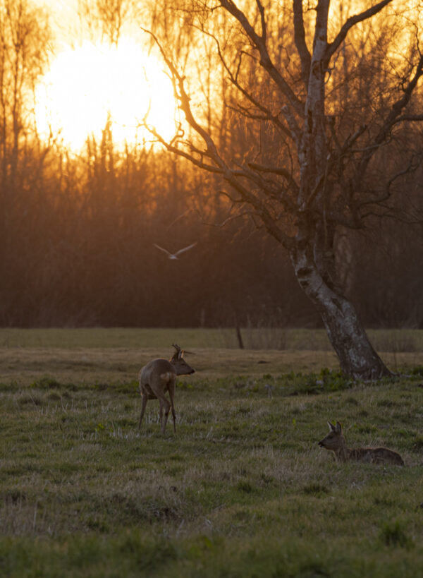 Abendstimmung im Moor