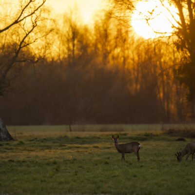 Abendstimmung im Moor
