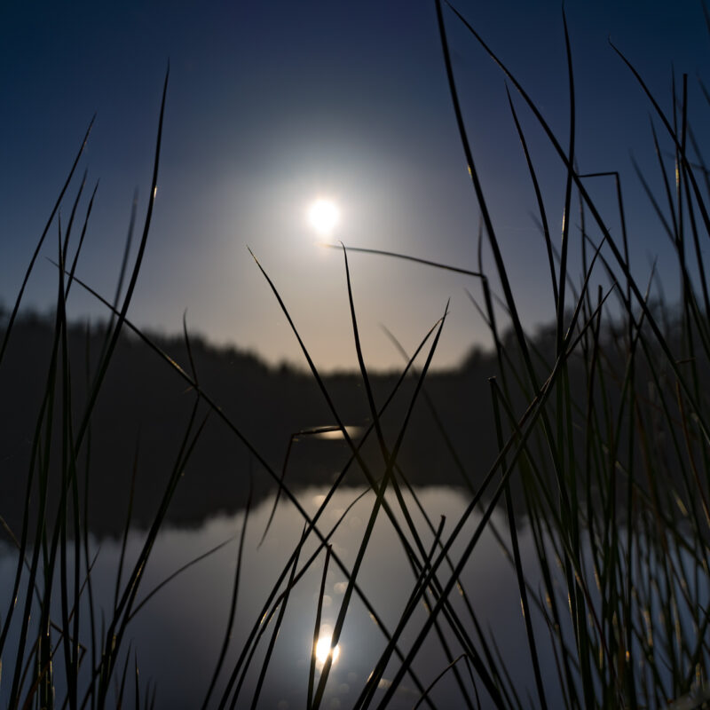 Sonnenuntergang am Sandersfelder See durchs Seegras fotografiert, Copyright Stephan Siemon