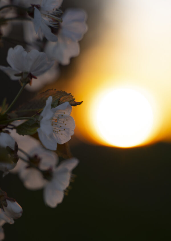Blüte im Gegenlicht