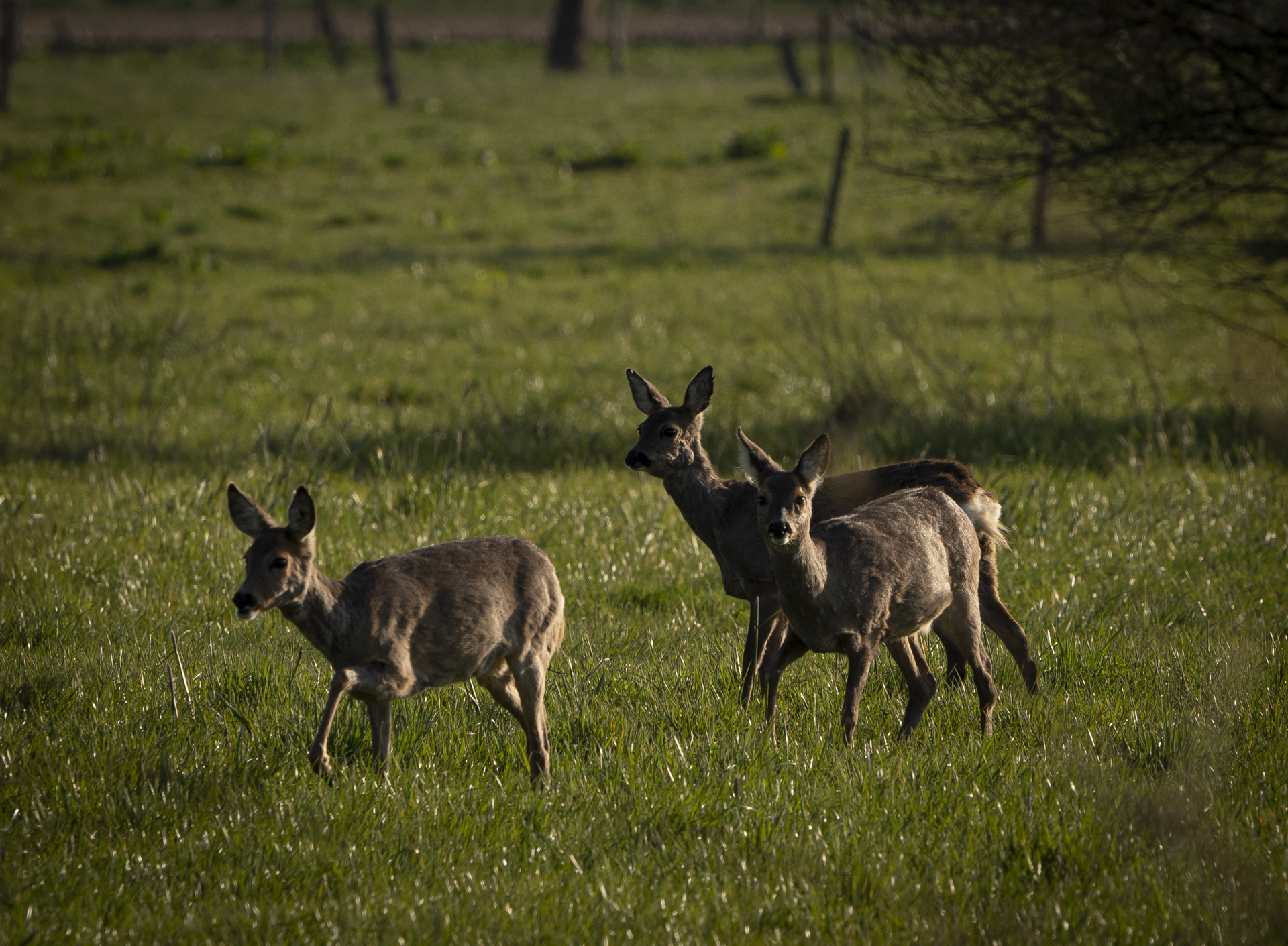 Rehe im Hohenbökener Moor