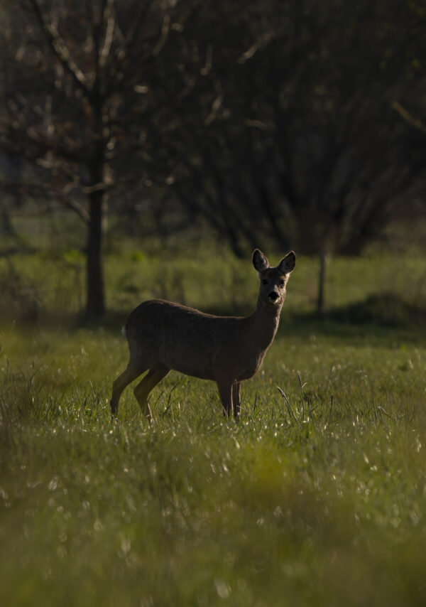 Rehe im Hohenbökener Moor