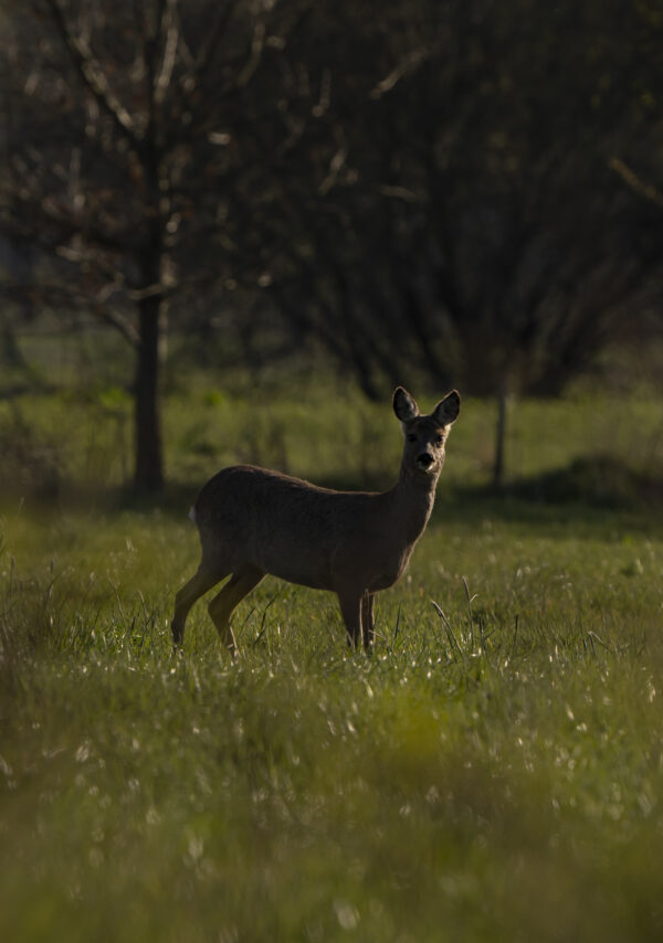 Rehe im Hohenbökener Moor, Copyright Stephan Siemon