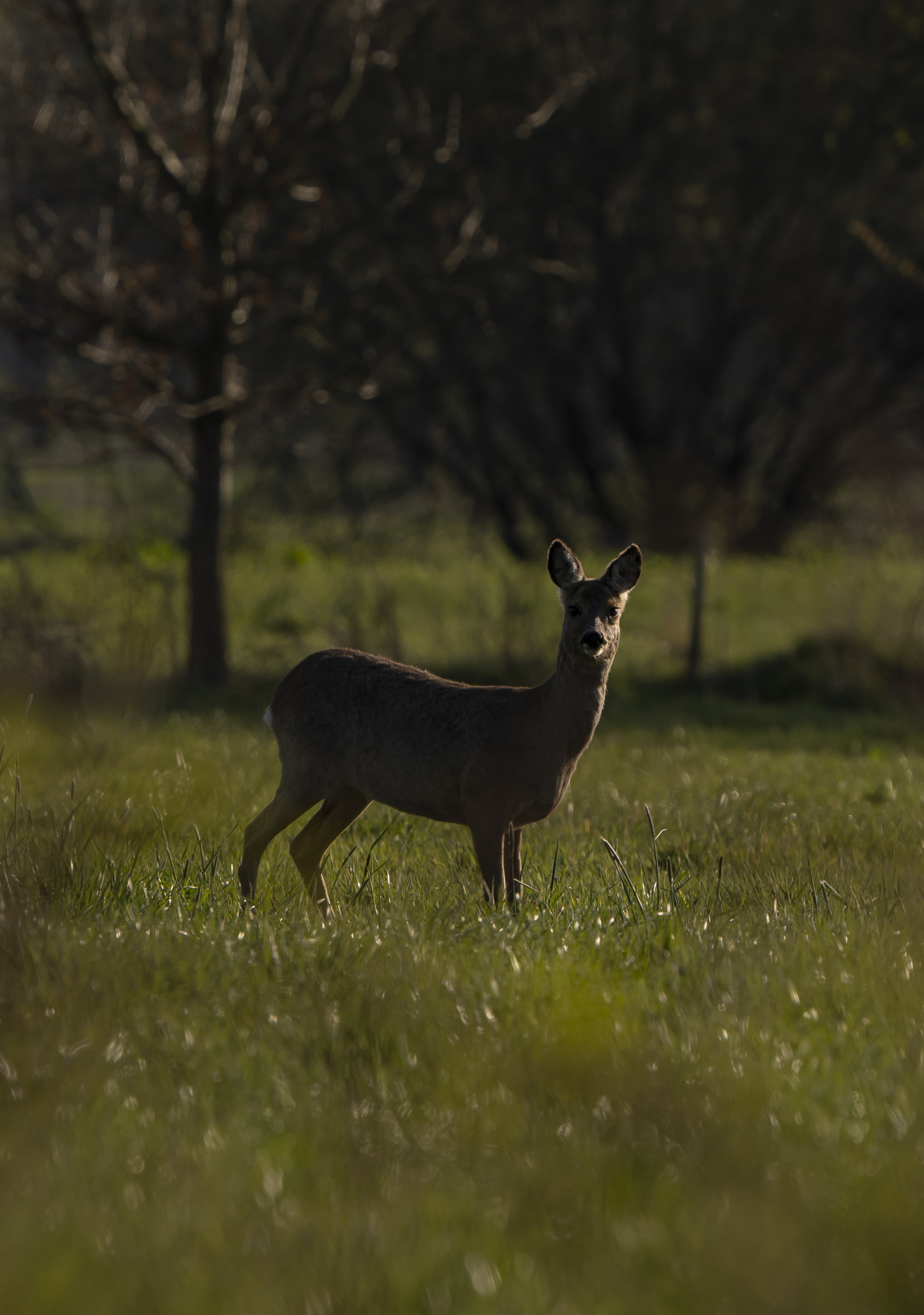 Rehe im Hohenbökener Moor