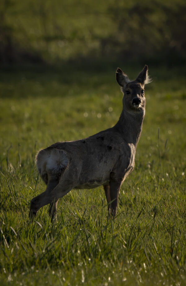 Rehe im Hohenbökener Moor