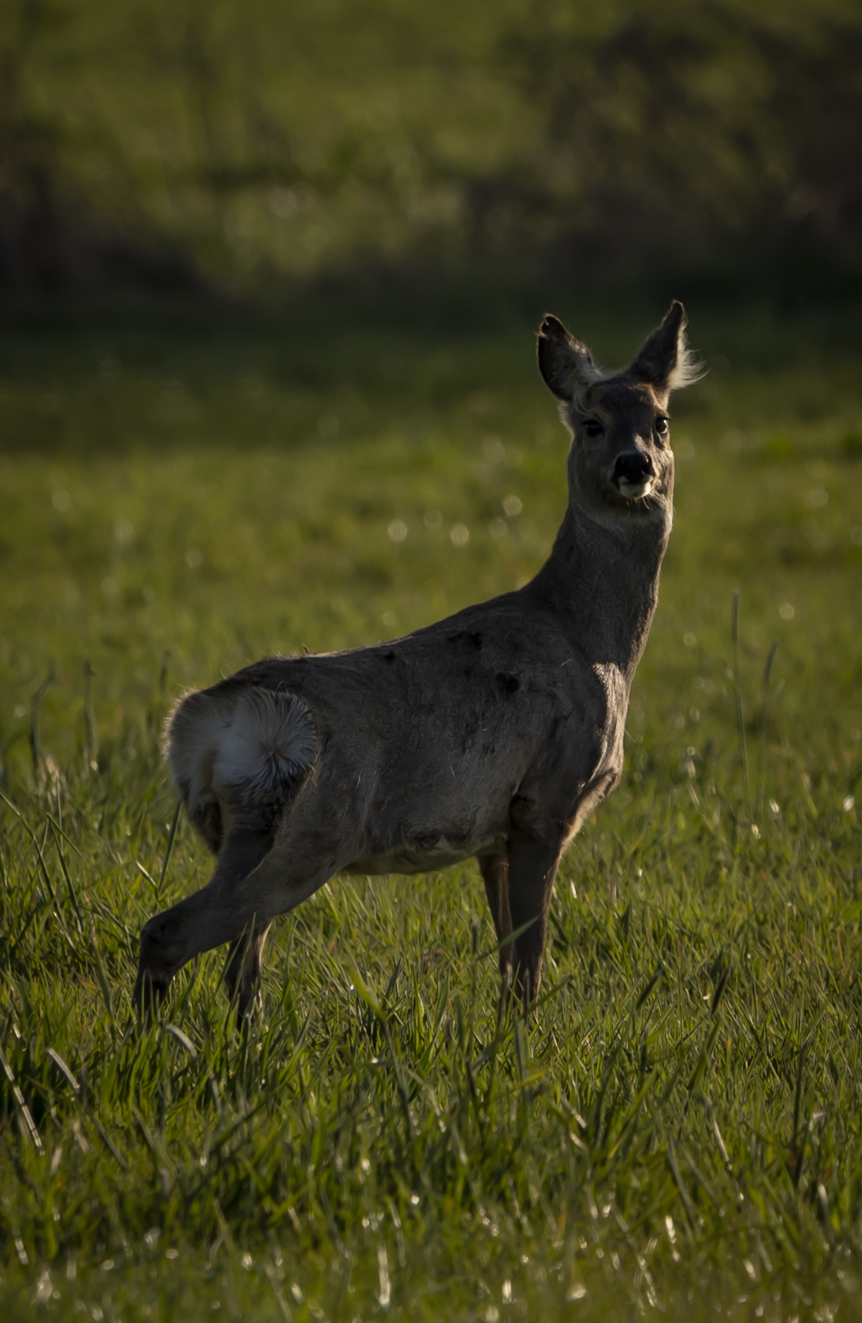 Rehe im Hohenbökener Moor