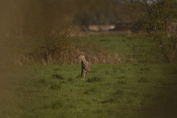 Rehe im Hohenbökener Moor