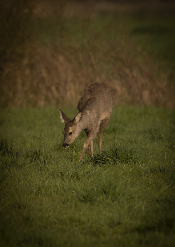 Rehe im Hohenbökener Moor