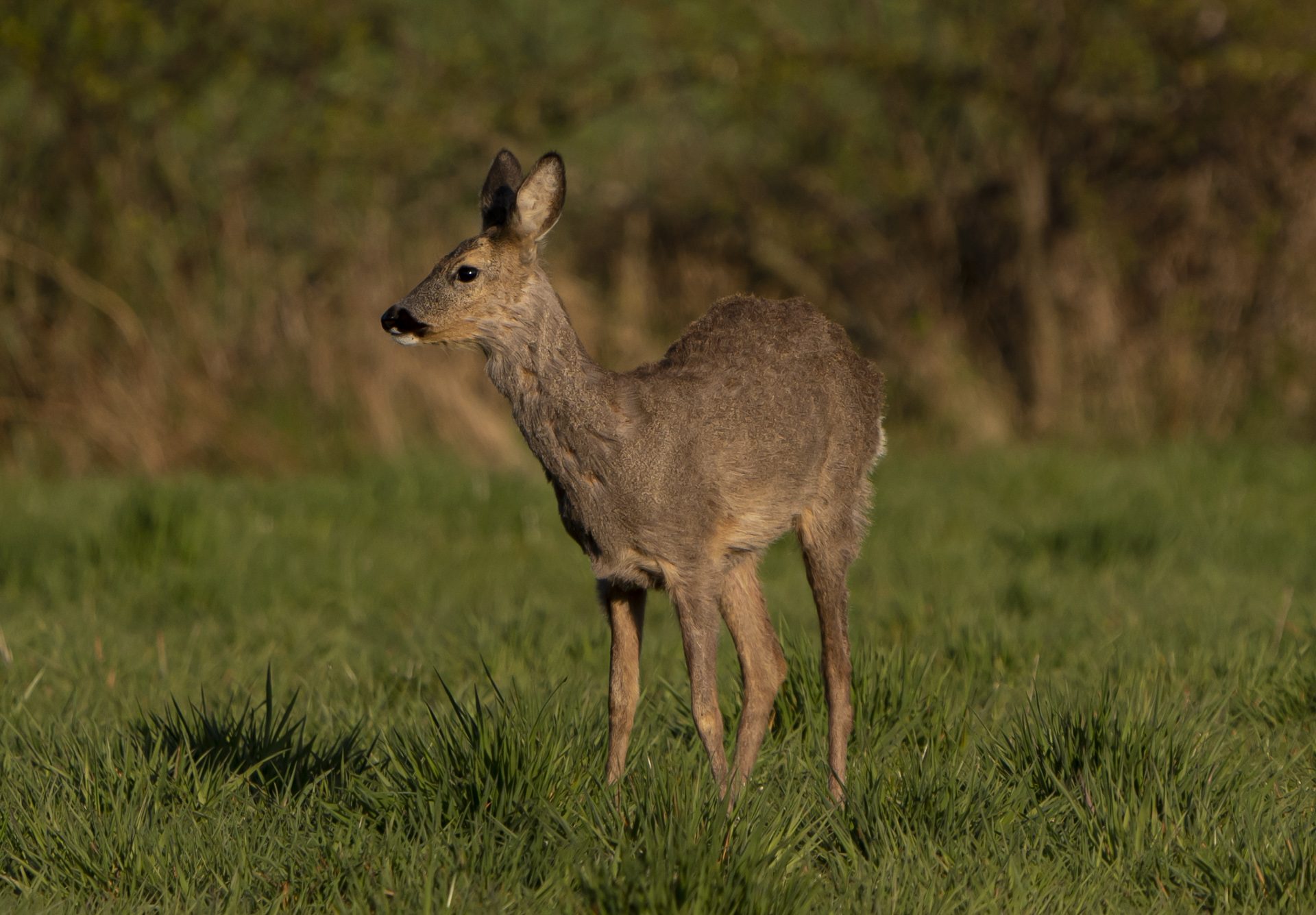 Rehe im Hohenbökener Moor