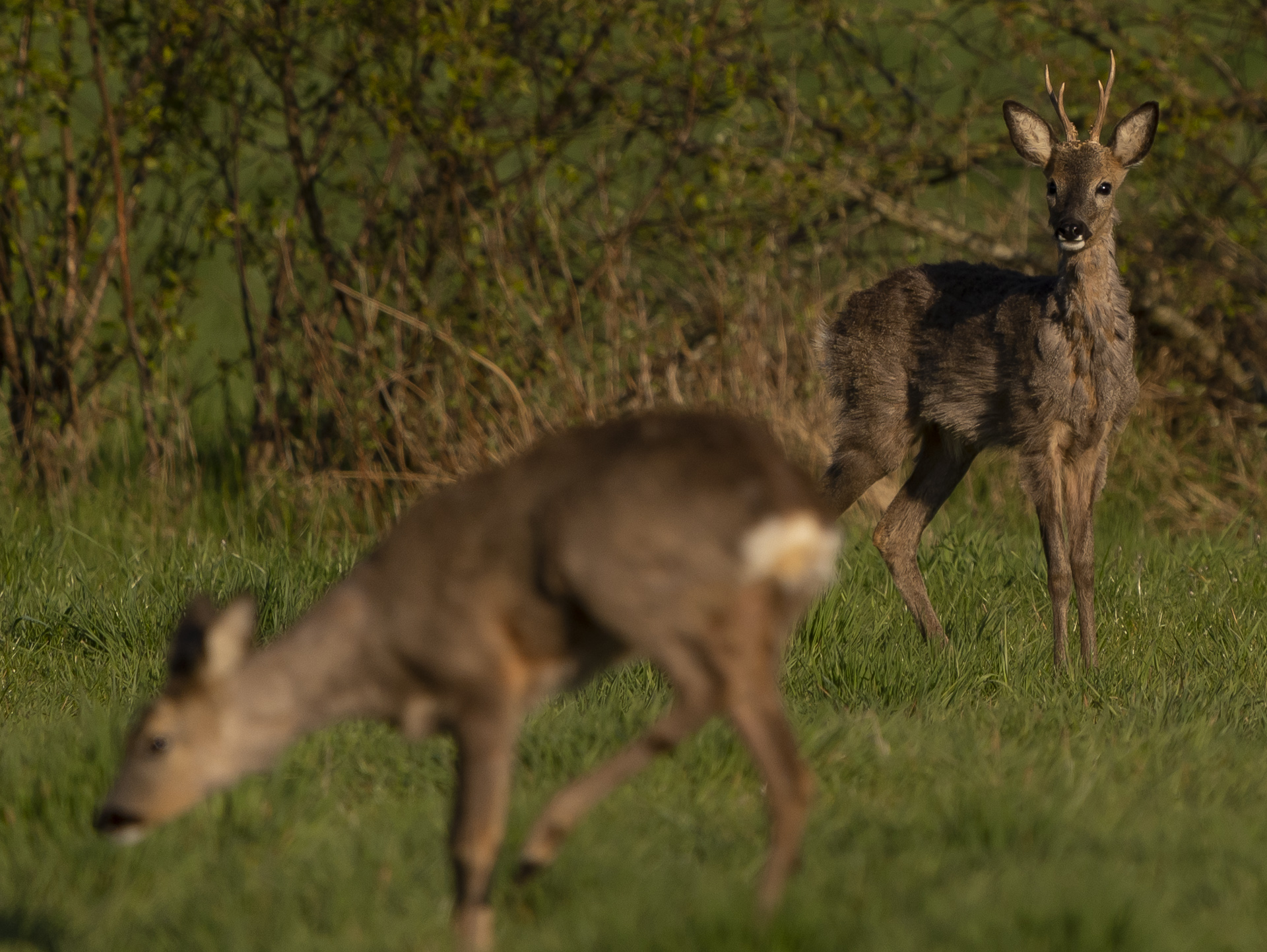 Rehe im Hohenbökener Moor
