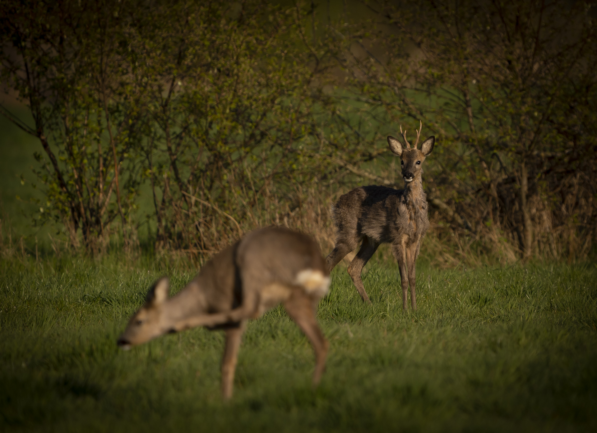 Rehe im Hohenbökener Moor