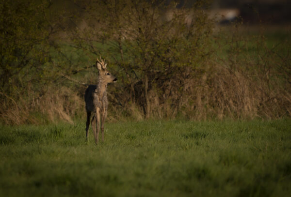 Rehe im Hohenbökener Moor