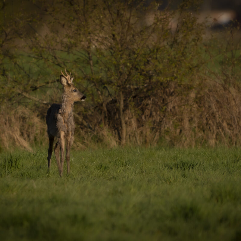 Rehe im Hohenbökener Moor, Copyright Stephan Siemon