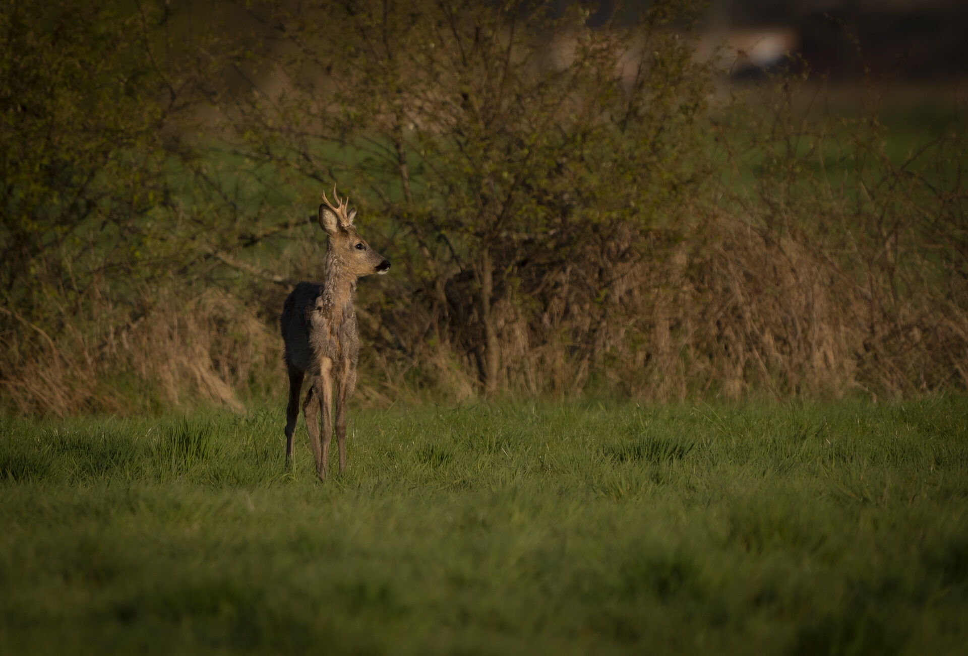 Rehe im Hohenbökener Moor