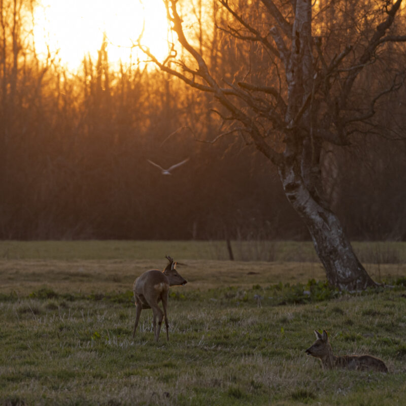 , Copyright Stephan Siemon