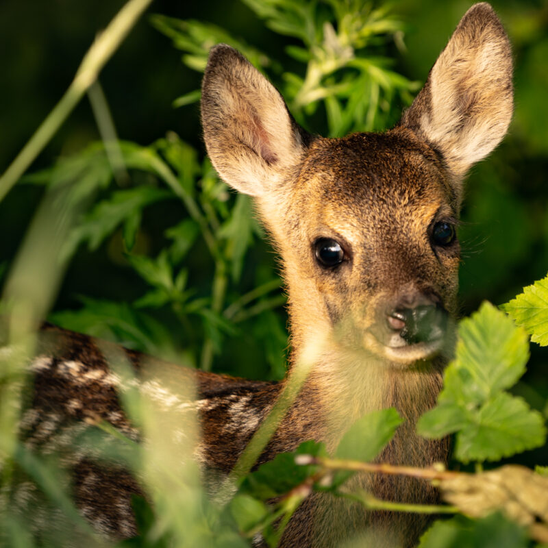 Rehkitz – Respektiere die Natur