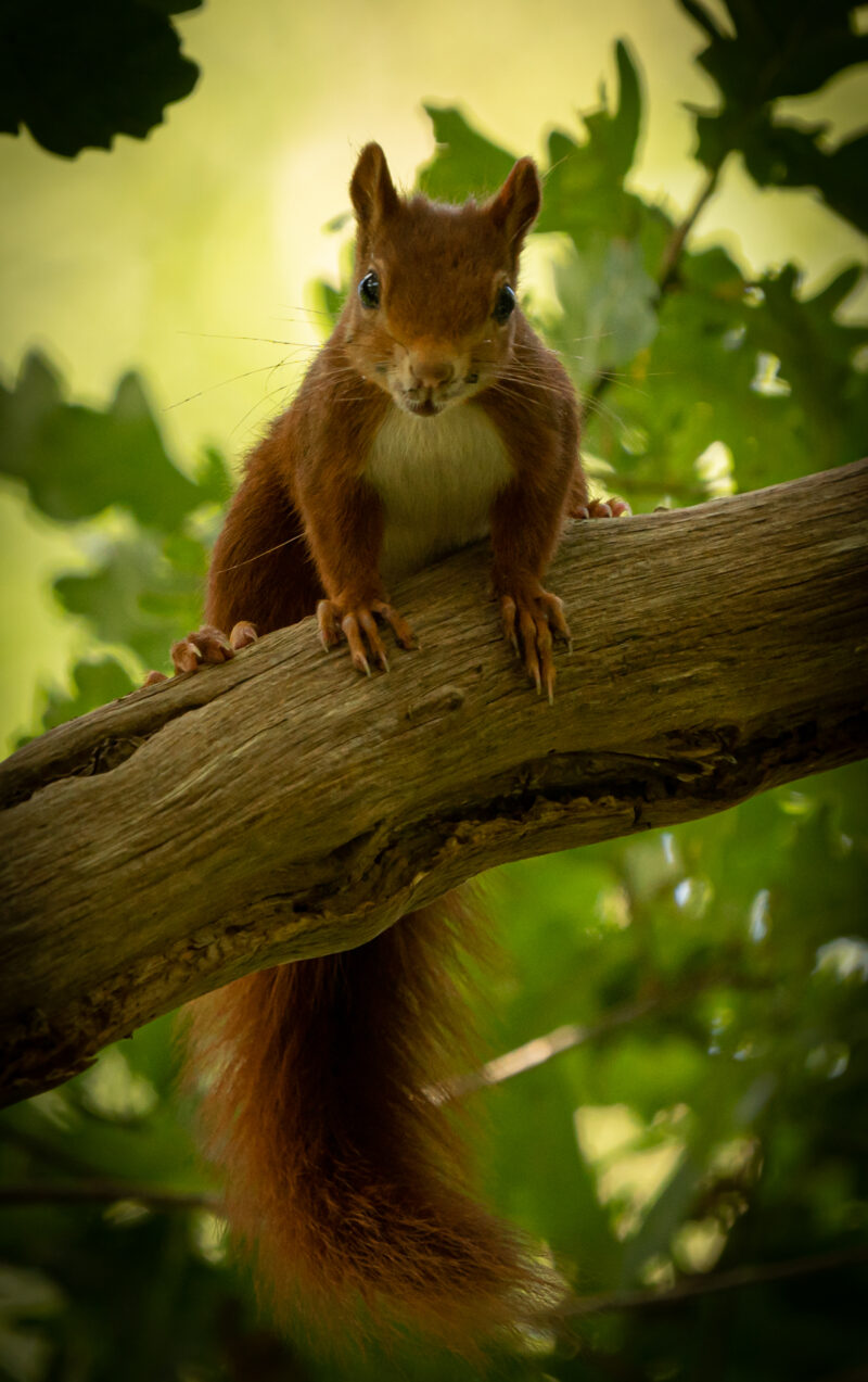 Eichhörnchen in der Großen Höhe