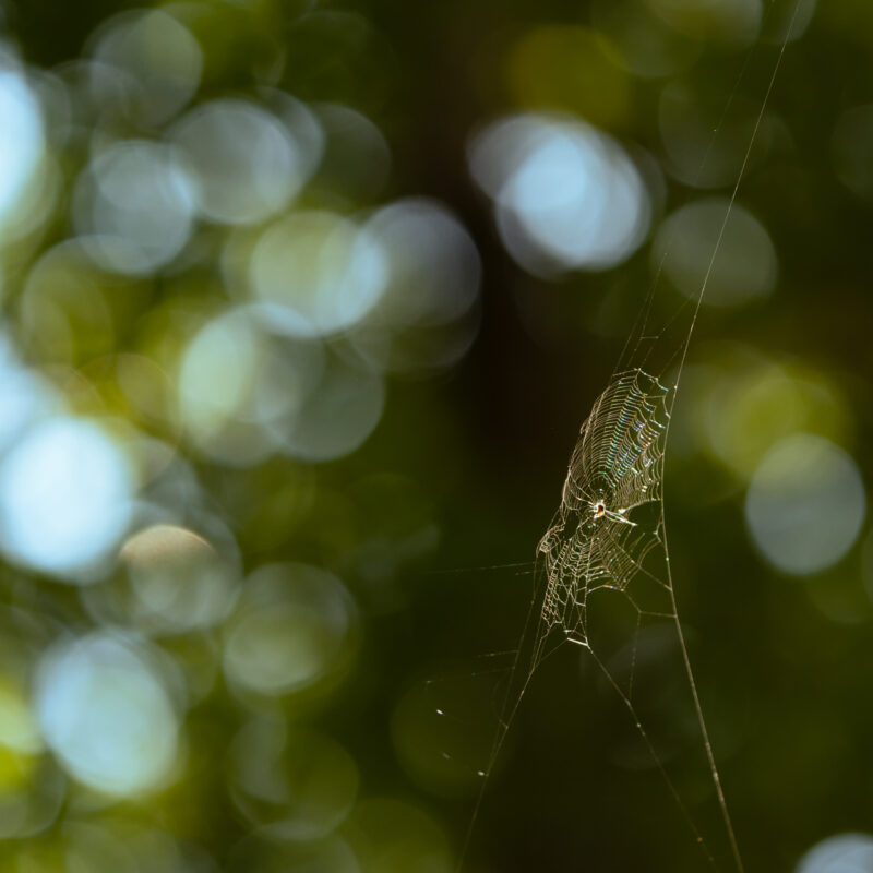 Spinne hoch hinaus