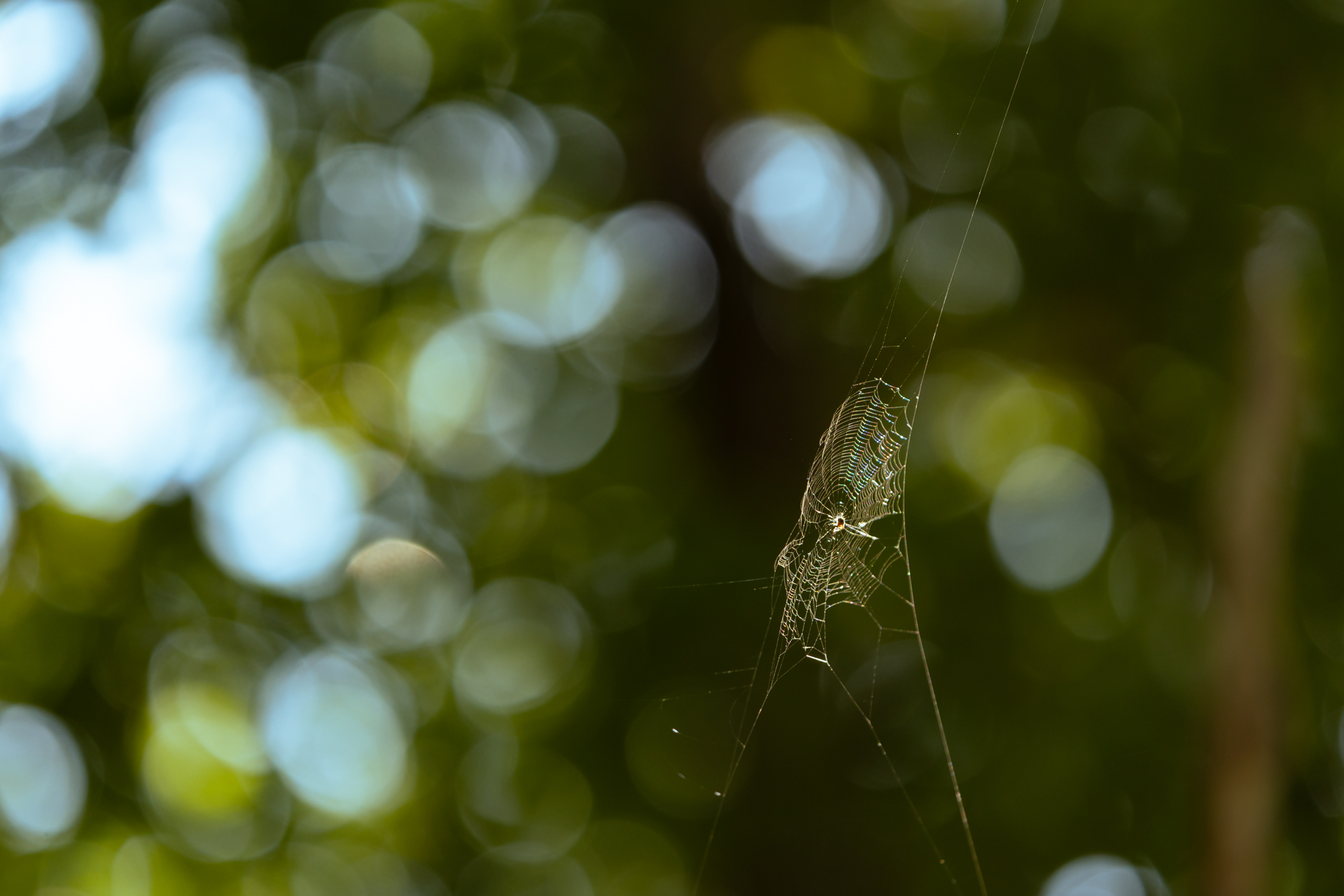 Spinne hoch hinaus fotografiert von Stephan Siemon