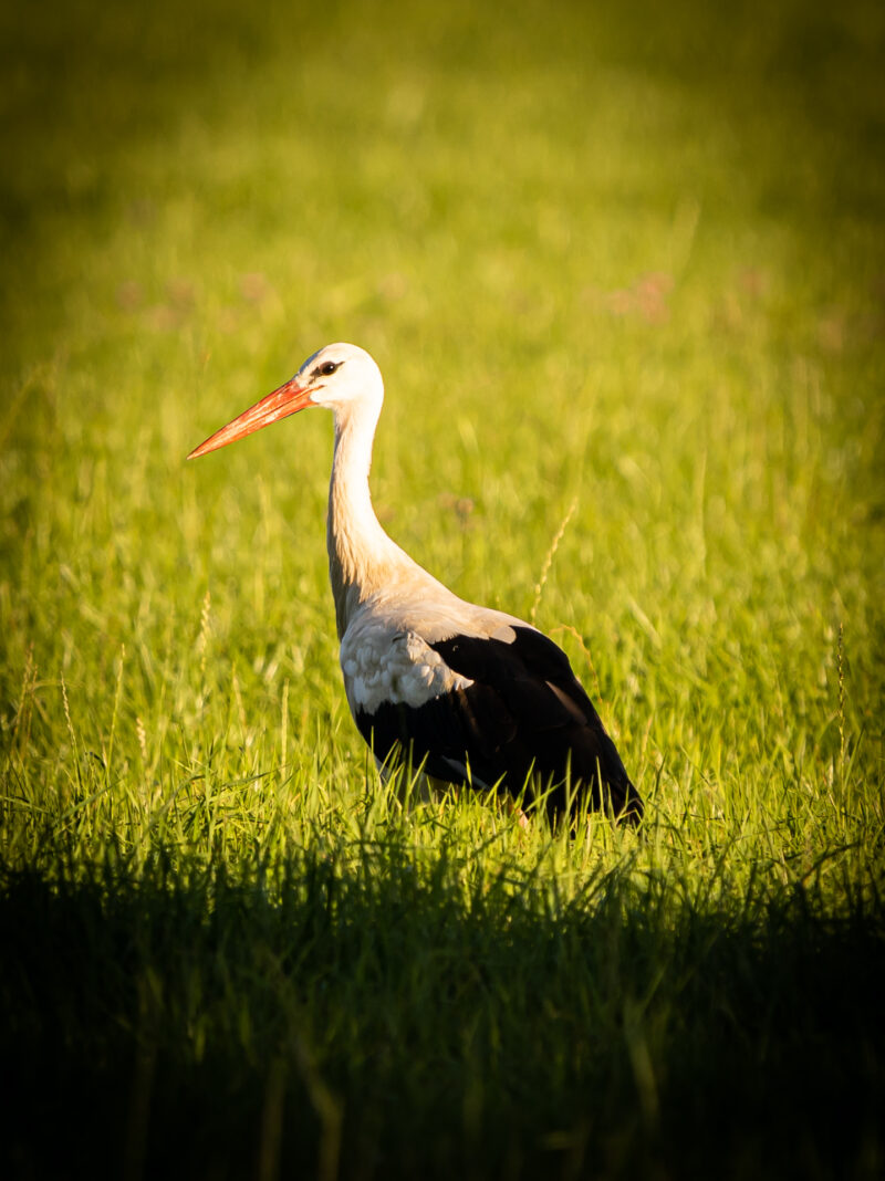 Storch auf Nahrungssuche