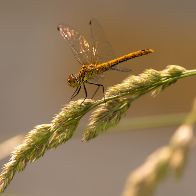  fotografiert von Stephan Siemon