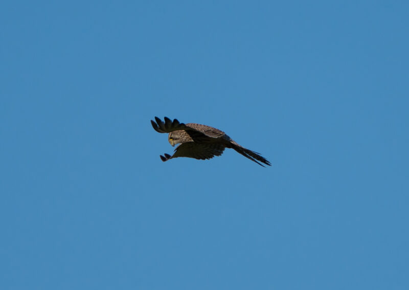 Falke beim Rütteln