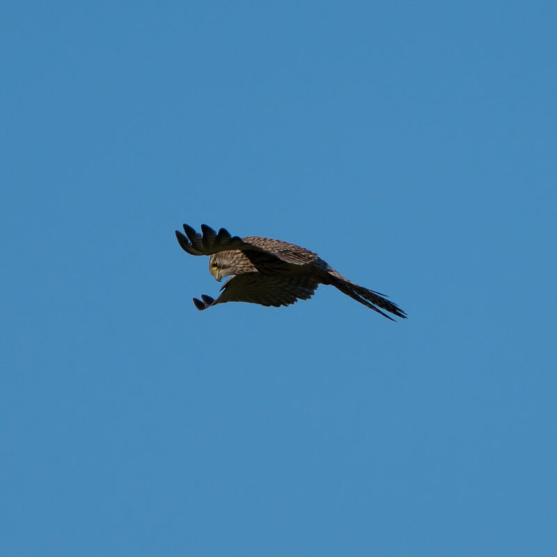 Falke beim Rütteln