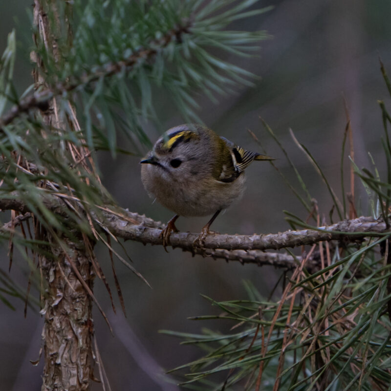 Endgegner Wintergoldhähnchen