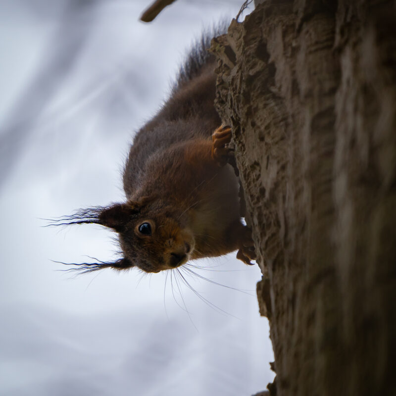 Eichhörnchen im Regen