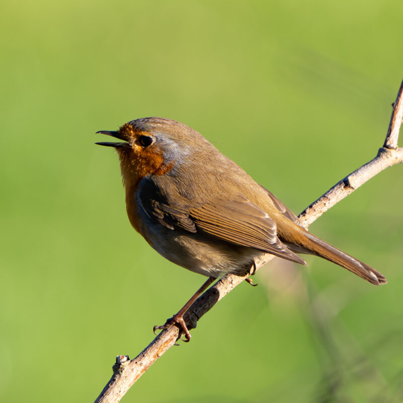 Rotkehlchen am Singen