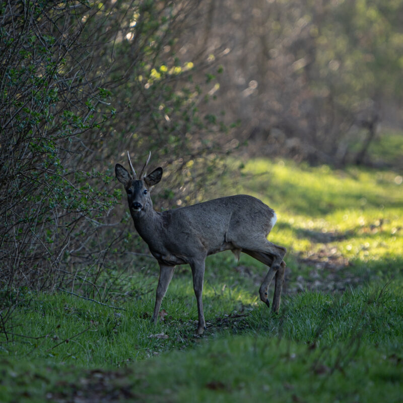 Rehbock im Hohenbökener Moor