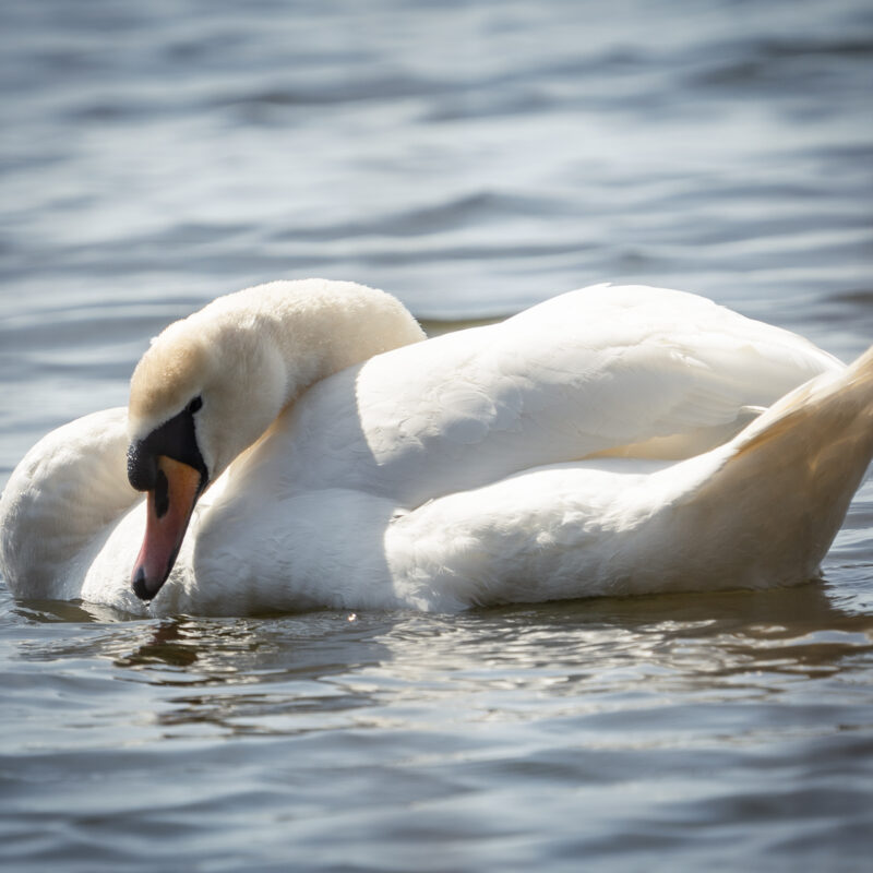Höckerschwan auf dem Stausee Farpen fotografiert von Stephan Siemon