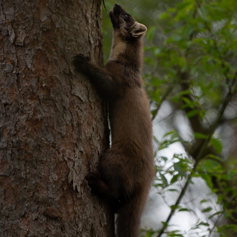 Baummarder in der Großen Höhe