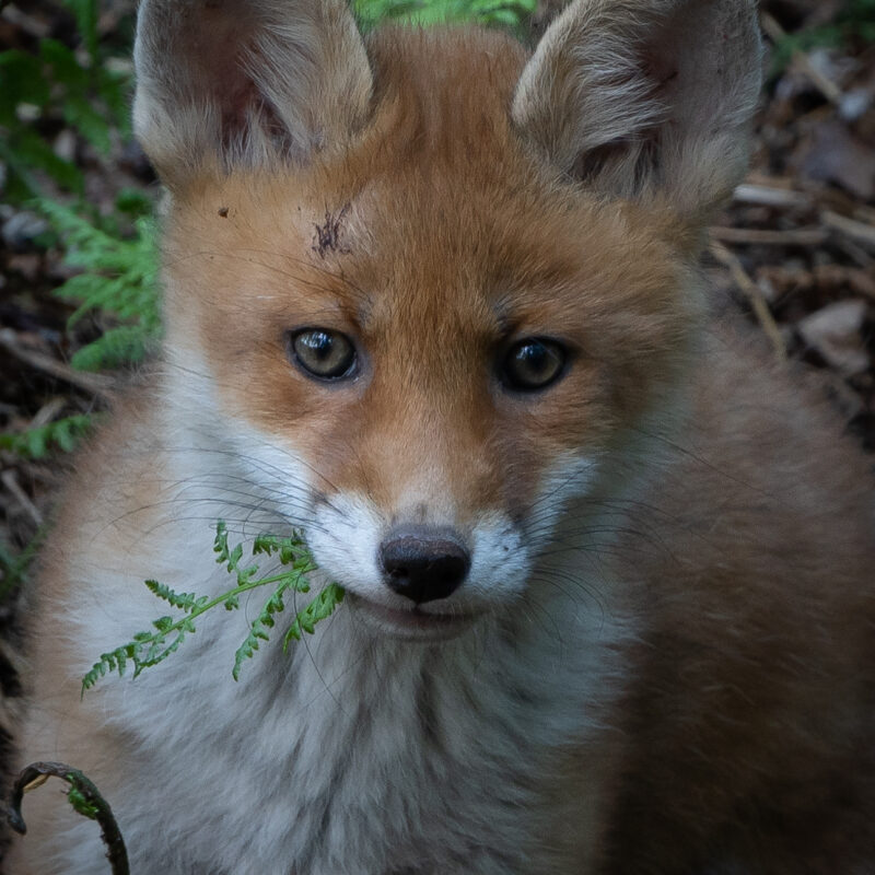 Fuchswelpe mit Farn  fotografiert von Stephan Siemon