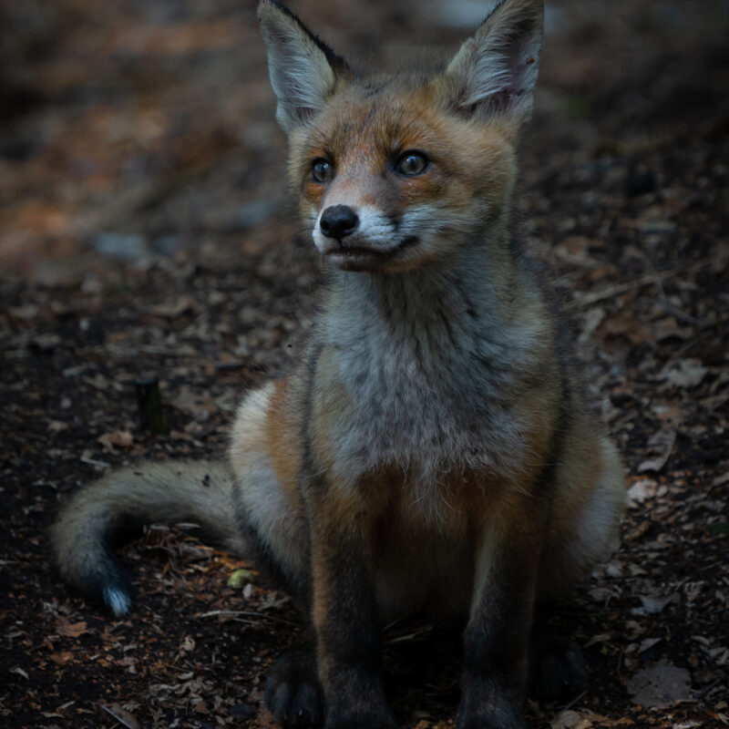Fuchswelpe fotografiert von Stephan Siemon