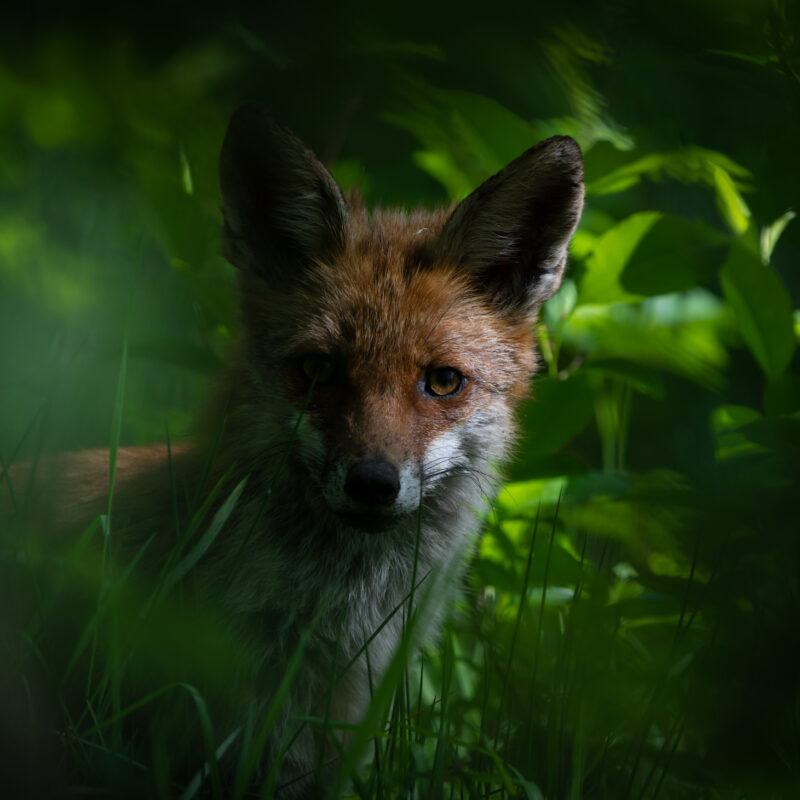 Fuchsrüde im Wald fotografiert von Stephan Siemon