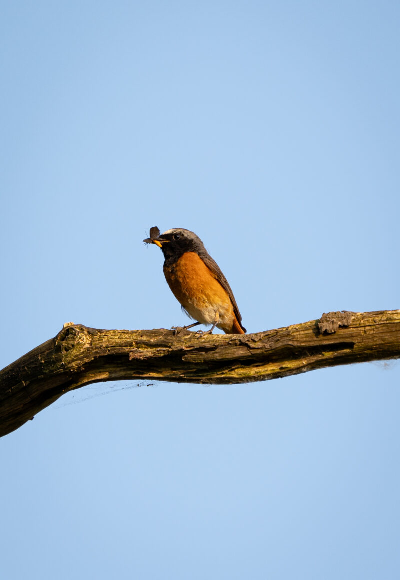 Gartenrotschwanz im Beute