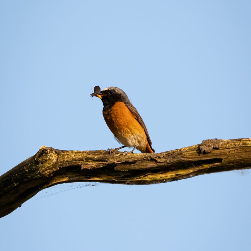 Gartenrotschwanz im Beute
