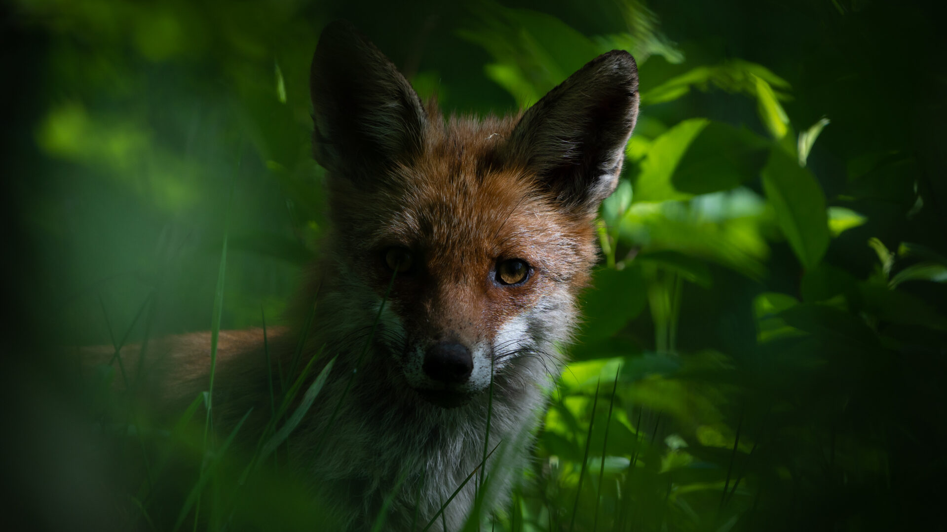 Fuchsrüde im Wald fotografiert von Stephan Siemon