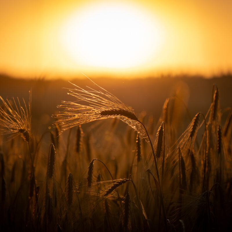 Sonnenuntergang im Getreidefeld fotografiert von Stephan Siemon