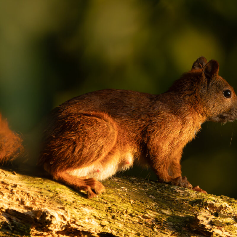 Eichhörnchen fotografiert von Stephan Siemon