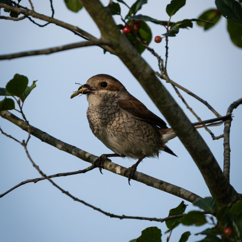 Neuntöterweibchen fotografiert von Stephan Siemon