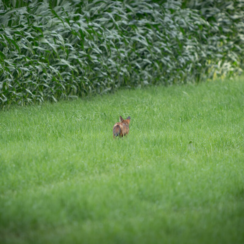Wiedersehen mit einem Fuchswelpen fotografiert von Stephan Siemon